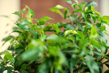 Floral background. Glossy green leaves of a ficus of Benjamin.の写真素材