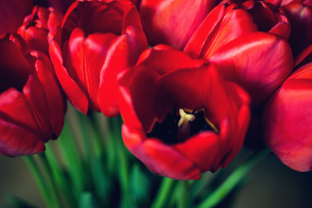Close up bouquet of beautiful red tulips.の写真素材