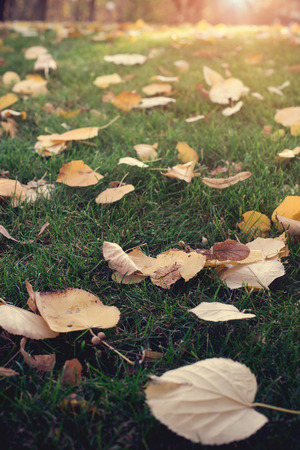 Fallen leaves on grass  in autumn forest.の写真素材
