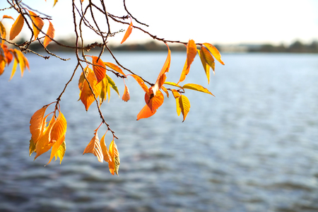 Beautiful lake seen through autumn tree branches.の写真素材