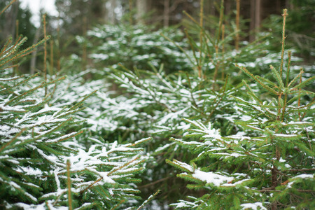 Pine branches in snow. winter forest.