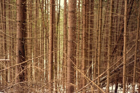 forest trees. nature wood background.の写真素材