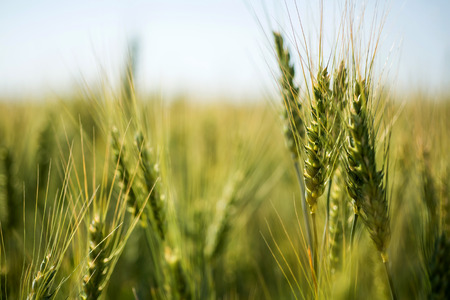 green wheat. Macro image on a bright day
