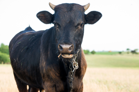Black angus cow in a pastureの写真素材