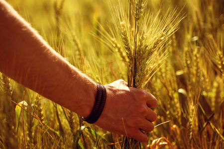 Hand of a farmer touching ripening wheat ears in early summerの写真素材