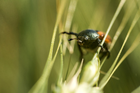 Close up bug climbing on the green grass, bug climbing an ear wheat.の写真素材