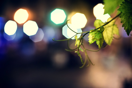 Grape leaves at night in old town.Italy.の写真素材
