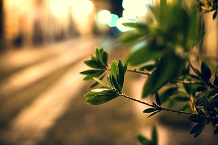 Close up picture of leaves in old townの写真素材