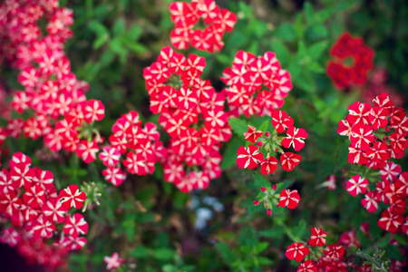Seamless flower background.の写真素材