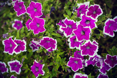 Seamless flower background.の写真素材
