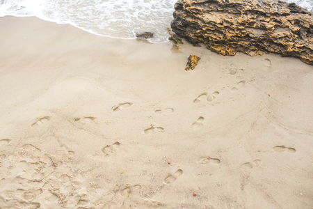 Human paths on the beach in the morning.の写真素材