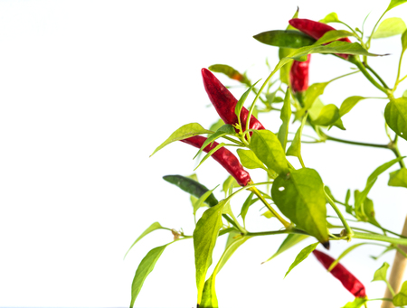 beautiful red hot chili peppers in pot is isolated on white background, close upの写真素材