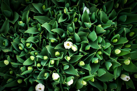 little tulips on the green background in springの写真素材