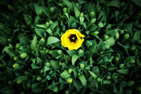 little tulips on the green background in springの写真素材