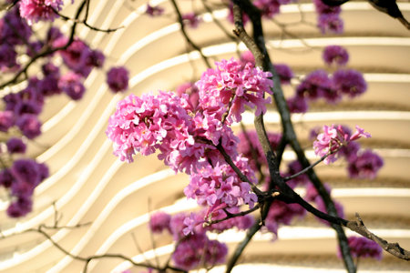 Sapucaia tree color pink, one of the main trees of Freedom Square