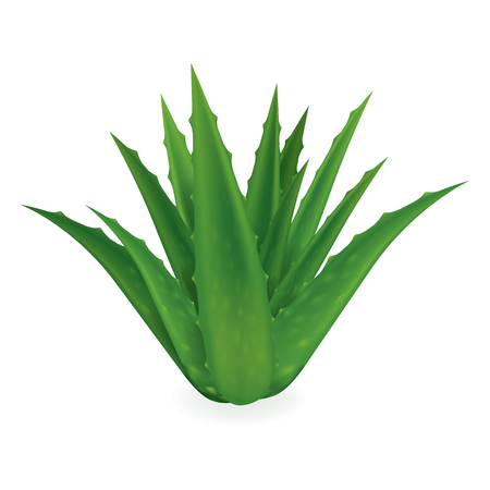 Aloe Vera vector illustration on white background.のイラスト素材