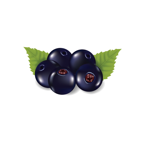 Black currant berry vector illustrationのイラスト素材