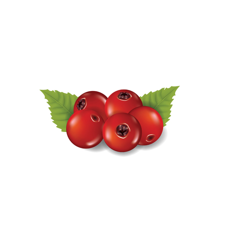 Cranberry vector illustrationのイラスト素材