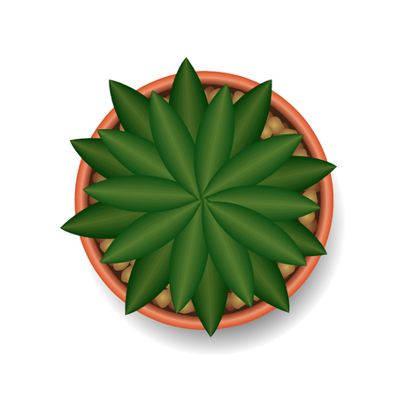 cactus top view vector illustrationのイラスト素材
