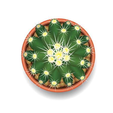 cactus top view vector illustrationのイラスト素材