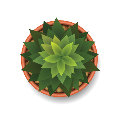 Cactus top view vector illustrationのイラスト素材