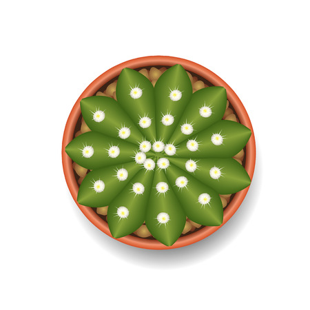 Cactus top view vector illustrationのイラスト素材