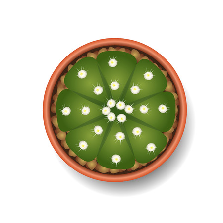 Cactus top view vector illustrationのイラスト素材
