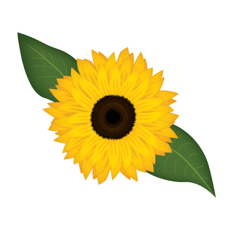 sunflower on white background vector illustrationのイラスト素材