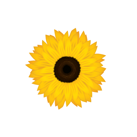 sunflower on white background vector illustrationのイラスト素材