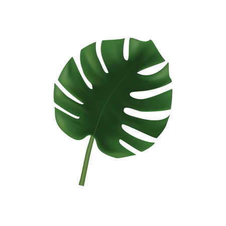 Palm leaves vector illustrationのイラスト素材