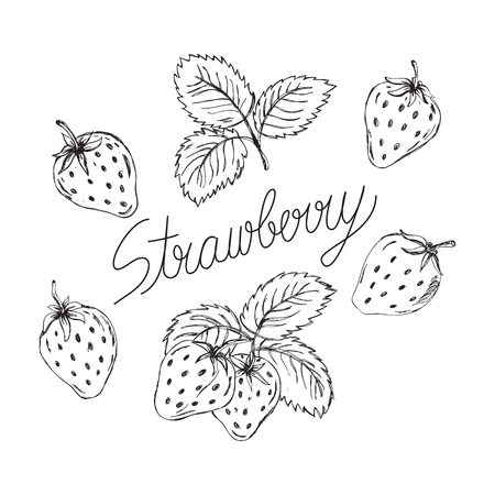 Strawberry hand drawn vector illustrationのイラスト素材