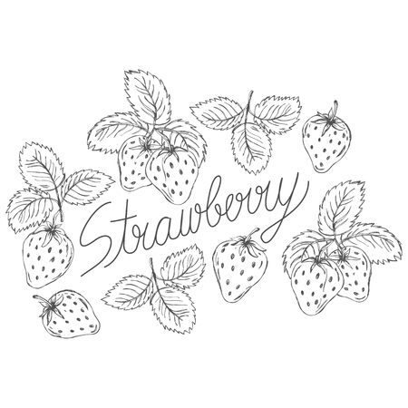 Strawberry hand drawn vector illustrationのイラスト素材