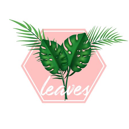 Palm , monstera leaves vector illustrationのイラスト素材