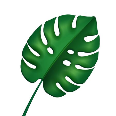 Palm , monstera leaves vector illustrationのイラスト素材