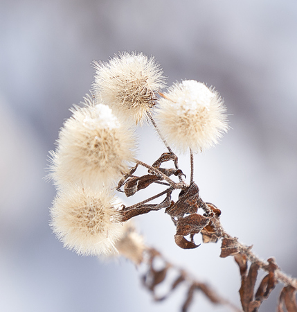 Winter landscape frozen flowers on snow covered hill on December at Biei, Hokkaido, Japanの写真素材