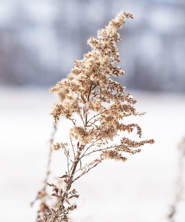 Winter landscape frozen flowers on snow covered hill on December at Biei, Hokkaido, Japanの写真素材