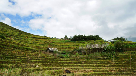 Vietnam Sapa highland terraceの写真素材