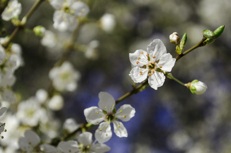 Sakura Cherry Blossomのeditorial素材