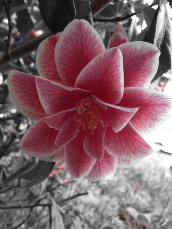 Flower close up の素材