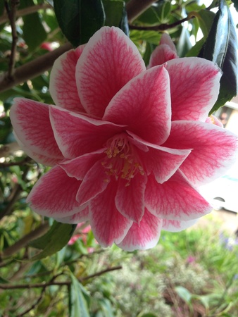 Bright flower close upの素材