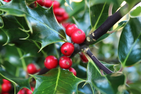 holly berriesの写真素材