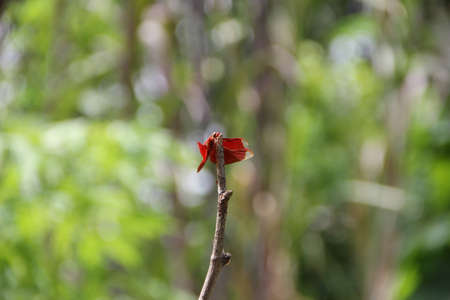When there is the nature  must have the living things will neither tiny or big the the secretariat of the senate fulfills on this world  of Chiang Mai Thailandの写真素材