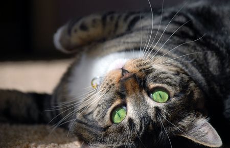 Happy Catの写真素材