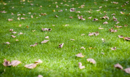 Autumn leaves on green lawnの写真素材