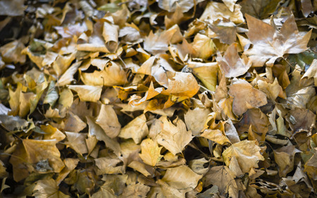 Autumn leaves close upの写真素材