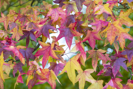 Autumn leavesの写真素材