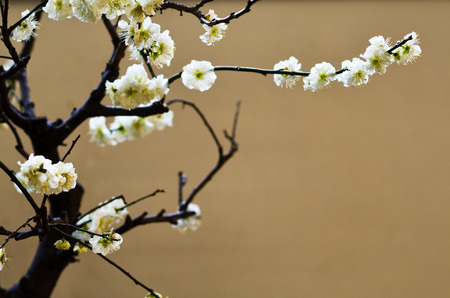 White plumの写真素材