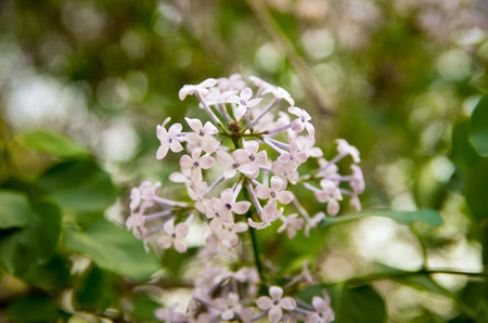 blooming lilacs