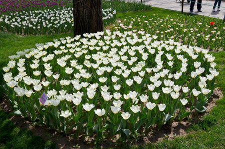 tulipsのeditorial素材