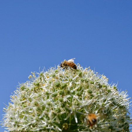 A bee on the flower